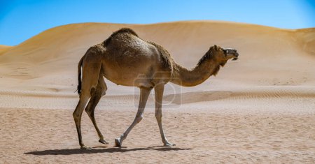 Téléchargez les photos : Chameau sur les sables de Sharqiyah dans la province de Bidiyah, Oman - en image libre de droit
