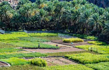 Téléchargez les photos : Une agriculture autosuffisante à forte intensité de main-d'œuvre à Oman. Agriculture traditionnelle durable. - en image libre de droit