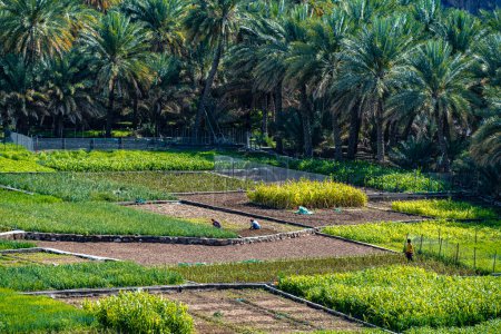 Photo for Self-sufficient labor-intensive farming in Oman. Traditional sustainable agriculture. - Royalty Free Image