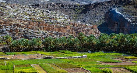 Téléchargez les photos : Ruines abandonnées du village de Riwaygh as-Safil, nécrose de la vallée, Oman - en image libre de droit