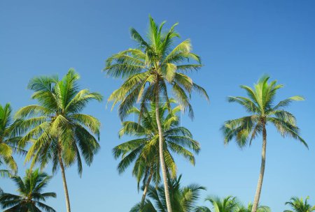 Green palms with coconuts on sky background.