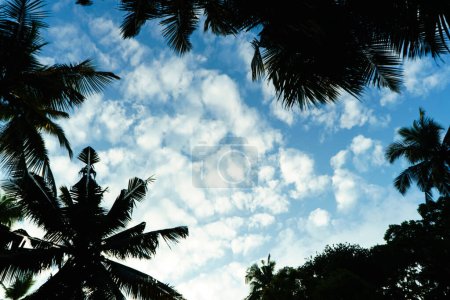 Téléchargez les photos : Nuages blancs dans le ciel bleu et autour du palmier. - en image libre de droit