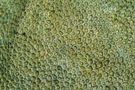 Téléchargez les photos : Magnifique motif abstrait de coraux. - en image libre de droit