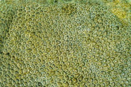 Photo for Abstract pattern coral in the form of honeycombs. - Royalty Free Image