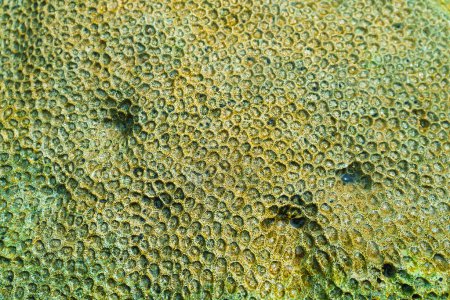 Photo for Cellular texture of corral close up. Yellow-green coral. - Royalty Free Image
