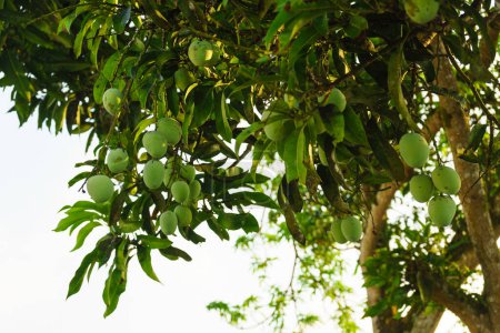Téléchargez les photos : Beaucoup de mangues vertes sur l'arbre. - en image libre de droit