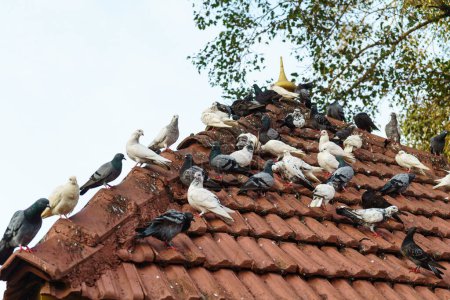 Téléchargez les photos : Beaucoup de pigeons sur les toits de tuiles. - en image libre de droit