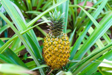 Téléchargez les photos : Un ananas mûr poussant sur la plante. - en image libre de droit