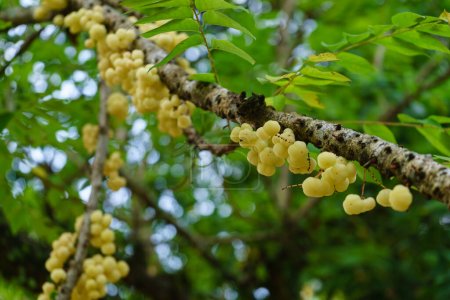 Téléchargez les photos : Star gooseberry tree with fruits. - en image libre de droit