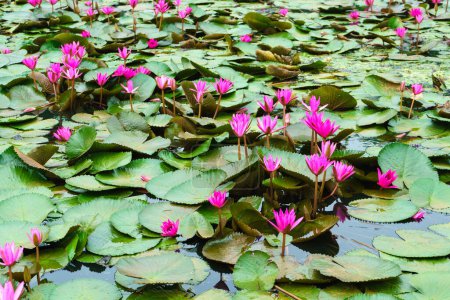 Téléchargez les photos : Nénuphars roses et feuilles vertes sur l'eau. - en image libre de droit