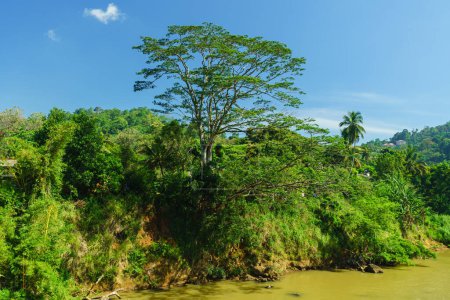 Téléchargez les photos : Paysage tropical de la rivière et des arbres. - en image libre de droit