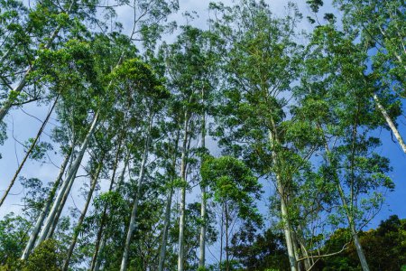 Téléchargez les photos : Grands arbres avec troncs droits et feuillage vert. - en image libre de droit