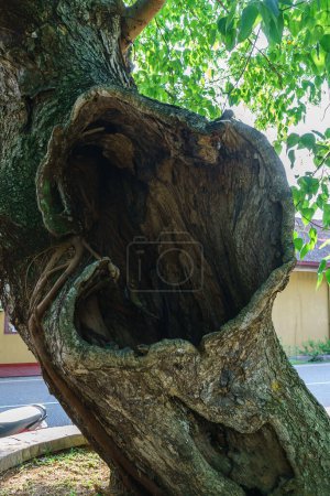 Téléchargez les photos : Grand creux dans un vieil arbre. - en image libre de droit
