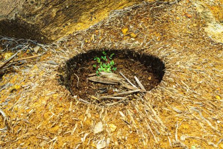 Photo for A hole in the ground from an uprooted palm tree. - Royalty Free Image