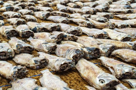 Téléchargez les photos : Beaucoup de petits poissons sèche sur le sol. - en image libre de droit