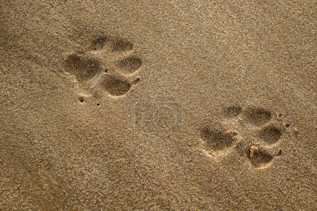 Großaufnahme von Hundepfotenabdruck im Sand am Strand von Rota, Cadiz, Spanien