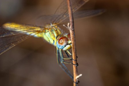 Téléchargez les photos : Image d'une libellule (sympetrum sp) réalisée comme une photo d'approximation
. - en image libre de droit