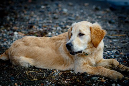 Photo for Nice specimen of dog of the race Golden Retriever playing on the beach - Royalty Free Image