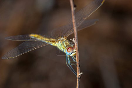 Foto de Imagen de una libélula (sympetrum sp) realizada como foto de aproximación
. - Imagen libre de derechos