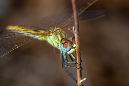 Téléchargez les photos : Image d'une libellule (sympetrum sp) réalisée comme une photo d'approximation
. - en image libre de droit