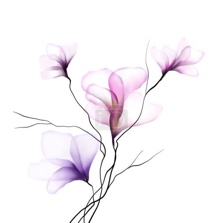 Téléchargez les photos : Belle fleur de pivoine rose isolée sur fond blanc - en image libre de droit