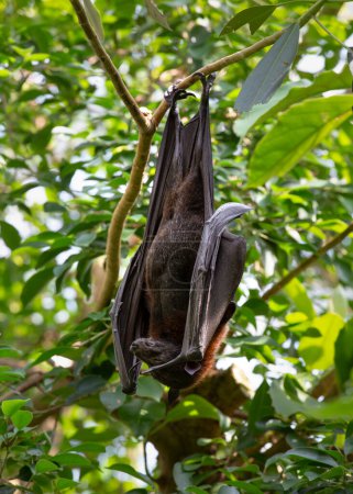 Foto de Zorro volador indio. Murciélago indio colgado en el árbol - Imagen libre de derechos