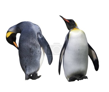 Téléchargez les photos : Pingouins de la cicadelle du Nord isolés sur fond blanc - en image libre de droit