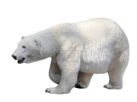 Téléchargez les photos : Ours polaire isolé sur fond blanc - en image libre de droit