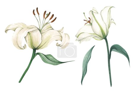 Photo for Set of White lilies. White flowers for greeting cards, wedding invitations, birthday cards, stationery. Isolated on white background. Watercolor illustration. - Royalty Free Image