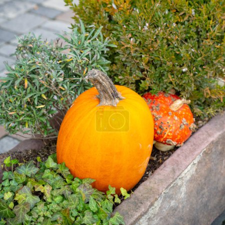 Foto de Aumentar las ventas de otoño con la comercialización de calabaza - Imagen libre de derechos
