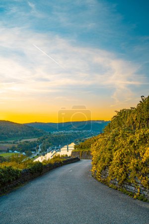 Téléchargez les photos : Expérience du vin dans la vallée inférieure du Neckar - en image libre de droit