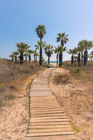 Foto de Un camino de madera conduce al mar entre las palmeras en las dunas del mar Mediterráneo. Día soleado brillante en España - Imagen libre de derechos