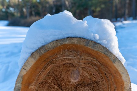 Foto de Nieve en el tronco de un árbol en el bosque en un día soleado. Contra el telón de fondo de un bosque verde en invierno. - Imagen libre de derechos