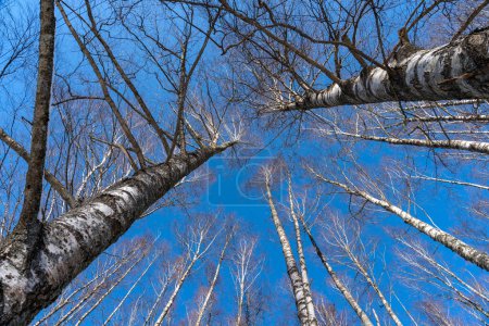 Foto de Un tronco de árbol con ramas desnudas sobre un fondo claro del cielo. Soleado día de primavera. - Imagen libre de derechos