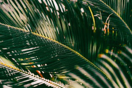 Foto de Hojas de palma en el jardín en primavera. Increíble fondo rítmico de hojas - Imagen libre de derechos