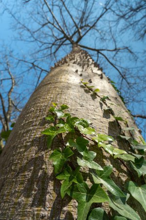 Foto de Hojas verdes en un tronco de árbol en un jardín tropical. Fondo de hojas brillantes sobre un tronco de árbol en el jardín de España - Imagen libre de derechos
