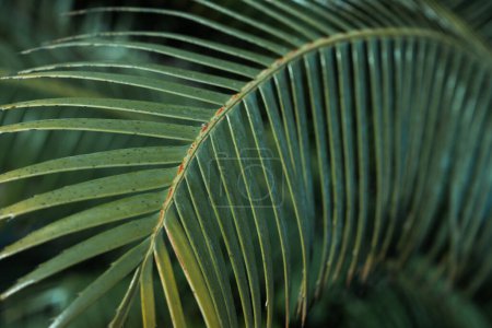 Foto de Hojas de palma en el jardín en primavera. Increíble fondo rítmico de hojas - Imagen libre de derechos