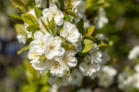 Foto de Flores de manzano en el jardín de primavera en un día soleado. Hermosos pétalos blancos en ramas verdes. Letonia - Imagen libre de derechos