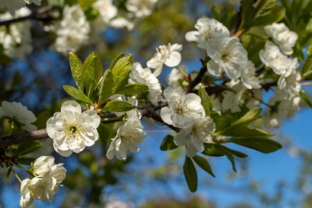 Foto de Flores de manzano en el jardín de primavera en un día soleado. Hermosos pétalos blancos en ramas verdes. Letonia - Imagen libre de derechos