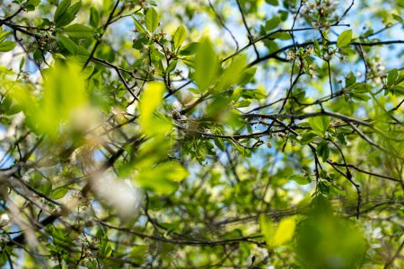 Foto de Hojas verdes en primavera en un día soleado. Hojas jóvenes retroiluminadas con textura. - Imagen libre de derechos
