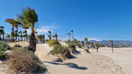 Foto de Camine por las dunas con palmeras cerca de la playa de arena. Amplia playa desierta en un soleado día de primavera. España - Imagen libre de derechos