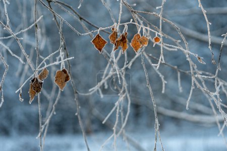 Foto de Las ramas de abedul sin hojas se balancean en el fondo en el viento en invierno. Diferentes ramas oscilan a diferentes velocidades. Fondo de nieve en el día de invierno en Letonia - Imagen libre de derechos