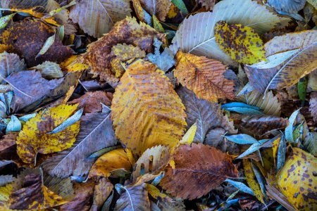 Foto de Arremolinando hojas amarillas de otoño en el suelo. Últimas hojas caídas de árboles en un día cálido. Deslumbramiento y sombras del sol. Letonia - Imagen libre de derechos