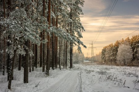Foto de Líneas eléctricas en el bosque de invierno. Nieve en los árboles en un bosque de pinos. - Imagen libre de derechos