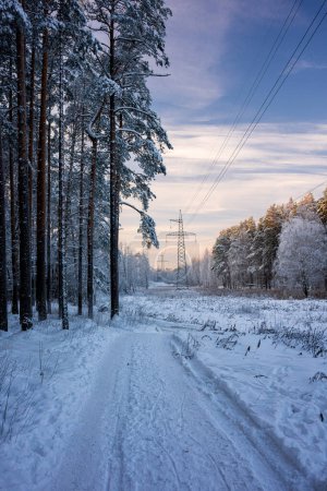 Foto de Líneas eléctricas en el bosque de invierno. Nieve en los árboles en un bosque de pinos. - Imagen libre de derechos