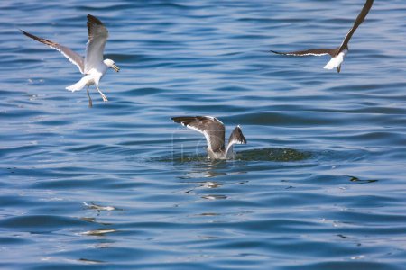 Photo for Seagull in flight in the sea - Royalty Free Image