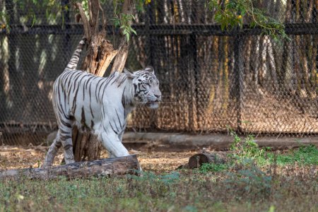 Foto de Un tigre blanco en el zoológico - Imagen libre de derechos