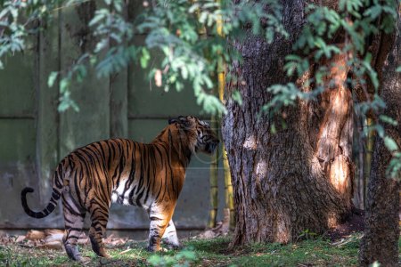 Foto de Tigre de Bengala en el desierto sobre fondo verde - Imagen libre de derechos