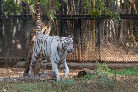 Téléchargez les photos : Un tigre blanc dans le zoo - en image libre de droit