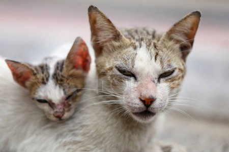 Téléchargez les photos : Chats errants. Chats sauvages sans-abri sur la rue sale en Asie - en image libre de droit